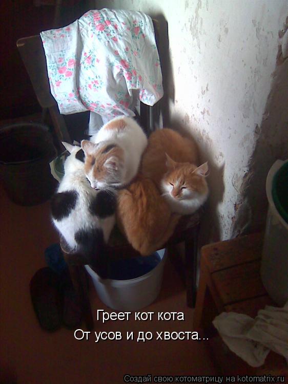 Котоматрица: Греет кот кота От усов и до хвоста...