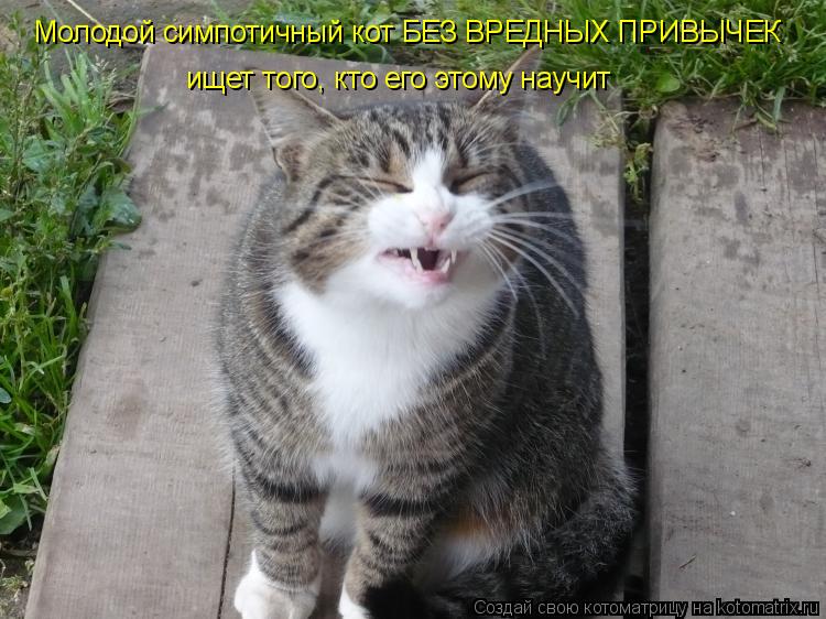 Котоматрица: Молодой симпотичный кот БЕЗ ВРЕДНЫХ ПРИВЫЧЕК ищет того, кто его этому научит