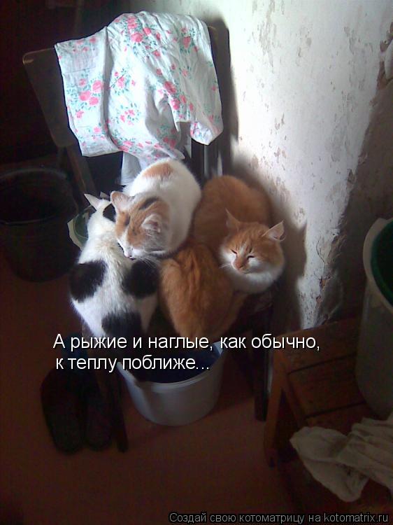 Котоматрица: А рыжие и наглые, как обычно,  к теплу поближе...