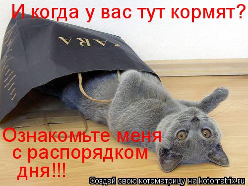 Котоматрица: И когда у вас тут кормят?  Ознакомьте меня  с распорядком  дня!!!