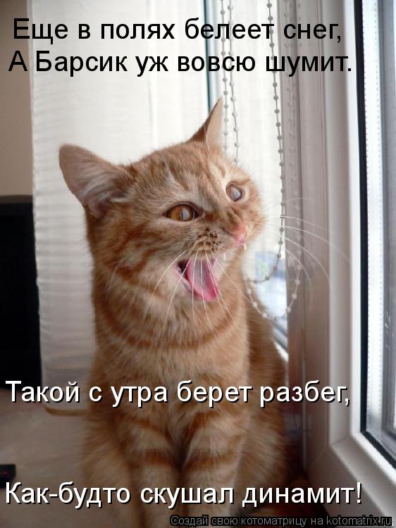 Котоматрица: Еще в полях белеет снег,  А Барсик уж вовсю шумит.  Такой с утра берет разбег,  Как-будто скушал динамит!