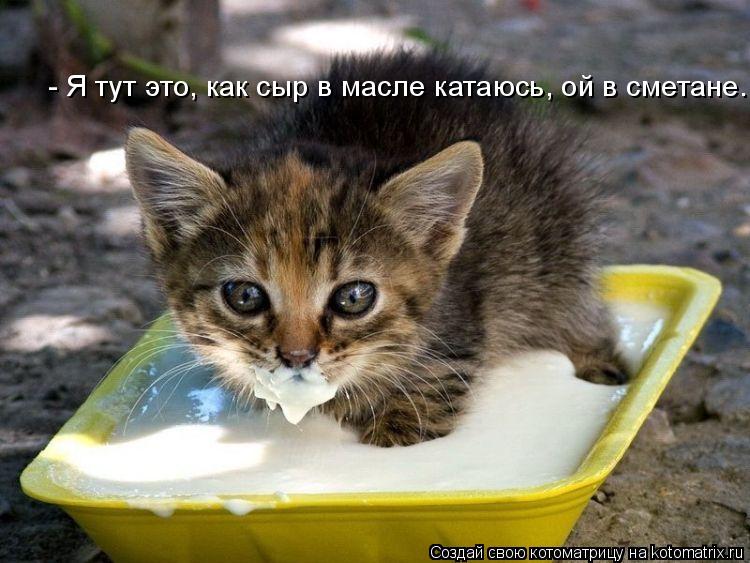 Котоматрица: - Я тут это, как сыр в масле катаюсь, ой в сметане.