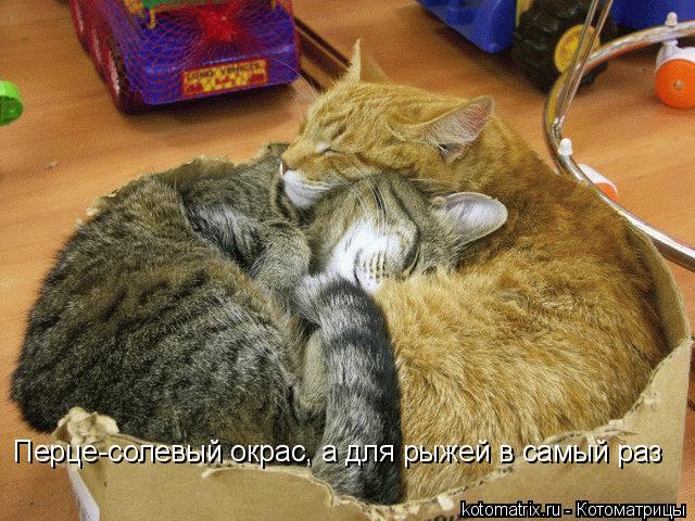 Перце-солевый окрас, а для рыжей в самый раз... Котоматрица: Перце-солевый окрас, а для рыжей в самый раз
