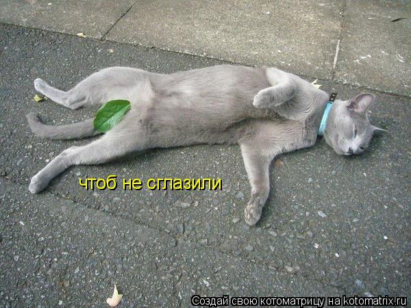 чтоб не сглазили... Котоматрица: чтоб не сглазили
