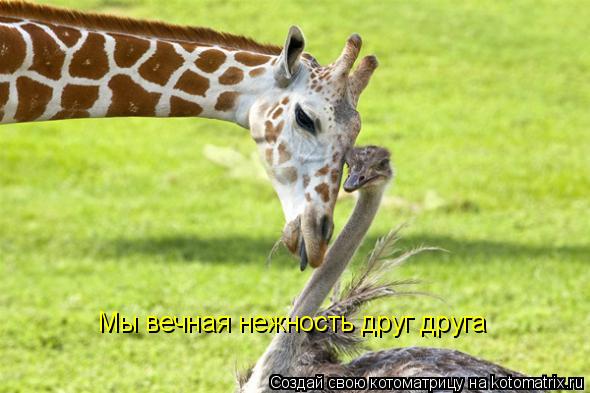 Мы вечная нежность друг друга... Котоматрица: Мы вечная нежность друг друга