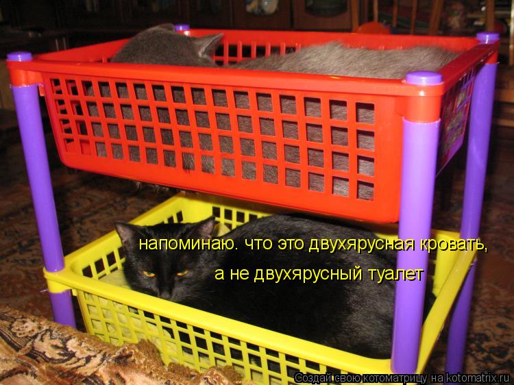 напоминаю. что это двухярусная кровать, а не двухярусный туалет... Котоматрица: напоминаю. что это двухярусная кровать, а не двухярусный туалет
