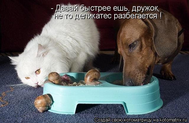 - Давай быстрее ешь, дружок, не то деликатес разбегается !... Котоматрица: - Давай быстрее ешь, дружок, не то деликатес разбегается !