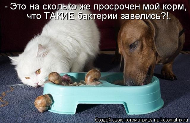 - Это на сколько же просрочен мой корм, что ТАКИЕ бактерии завелись?!.... Котоматрица: - Это на сколько же просрочен мой корм, что ТАКИЕ бактерии завелись?!.