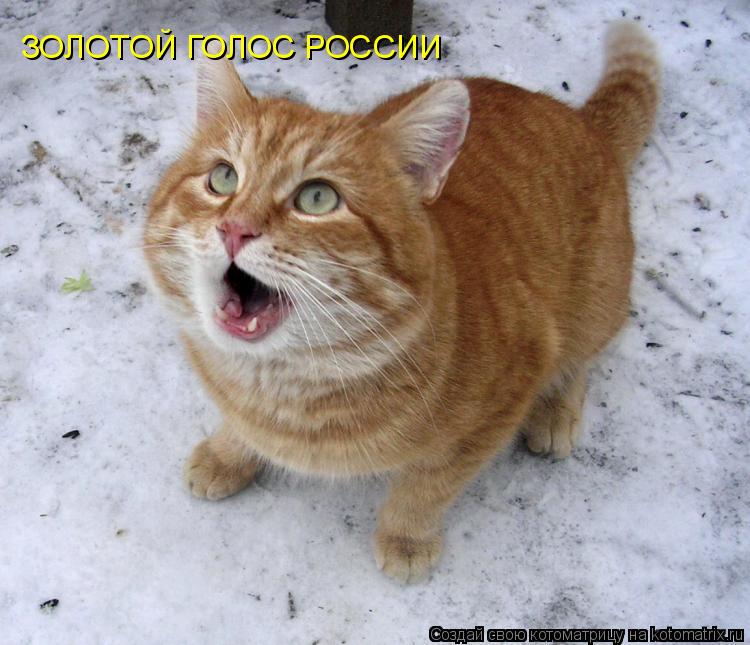 ЗОЛОТОЙ ГОЛОС РОССИИ... Котоматрица: ЗОЛОТОЙ ГОЛОС РОССИИ