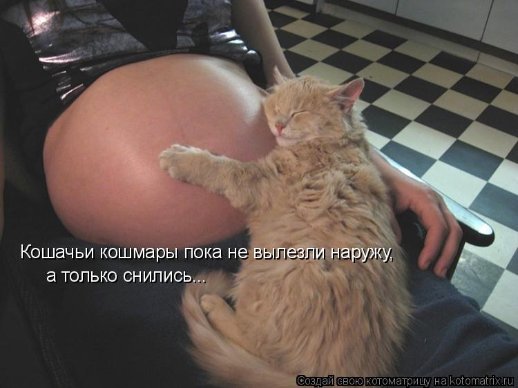 Кошачьи кошмары пока не вылезли наружу, а только снились...... Котоматрица: Кошачьи кошмары пока не вылезли наружу, а только снились...