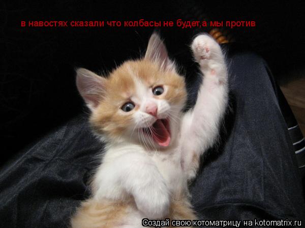 в навостях сказали что колбасы не будет,а мы против... Котоматрица: в навостях сказали что колбасы не будет,а мы против