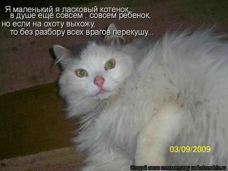 Я маленький я ласковый котенок, Я маленький я ласковый котенок, в душе ещё совсем – совсем ребенок,... Котоматрица: Я маленький я ласковый котенок, Я маленький я ласковый котенок, в душе ещё совсем – совсем ребенок, но если на охоту выхожу, то без разбору