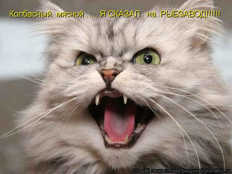 Колбасный. мясной ..... Я СКАЗАЛ на РЫБЗАВОД!!!!!!... Котоматрица: Колбасный. мясной ..... Я СКАЗАЛ на РЫБЗАВОД!!!!!!