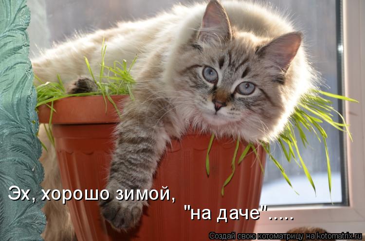 "на даче"..... Эх, хорошо зимой,... Котоматрица: "на даче"..... Эх, хорошо зимой,