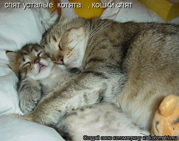 спят усталые котята , кошки спят... Котоматрица: спят усталые котята , кошки спят