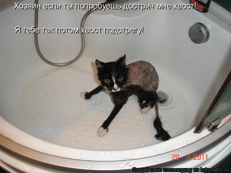 Хозяин если ты попробуешь дострич мне хвост! Я тебе так потом хвост подстрегу!... Котоматрица: Хозяин если ты попробуешь дострич мне хвост! Я тебе так потом хвост подстрегу!