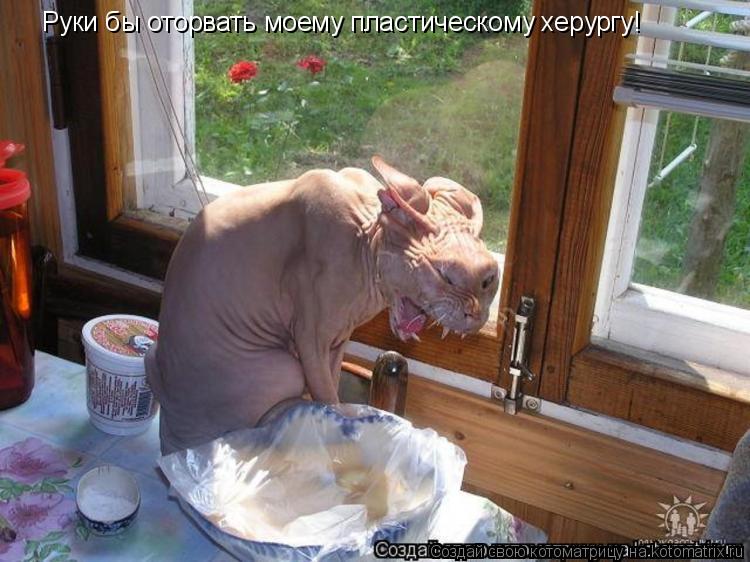 Руки бы оторвать моему пластическому херургу!... Котоматрица: Руки бы оторвать моему пластическому херургу!