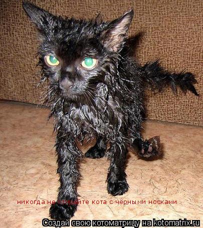 никогда не стирайте кота с чёрными носками... Котоматрица: никогда не стирайте кота с чёрными носками