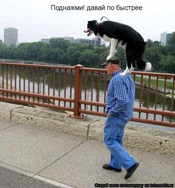 Поднажми! давай по быстрее... Котоматрица: Поднажми! давай по быстрее