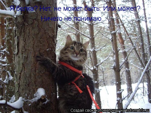 Я белка? Нет, не может быть. Или может? Ничего не понимаю...... Котоматрица: Я белка? Нет, не может быть. Или может? Ничего не понимаю...