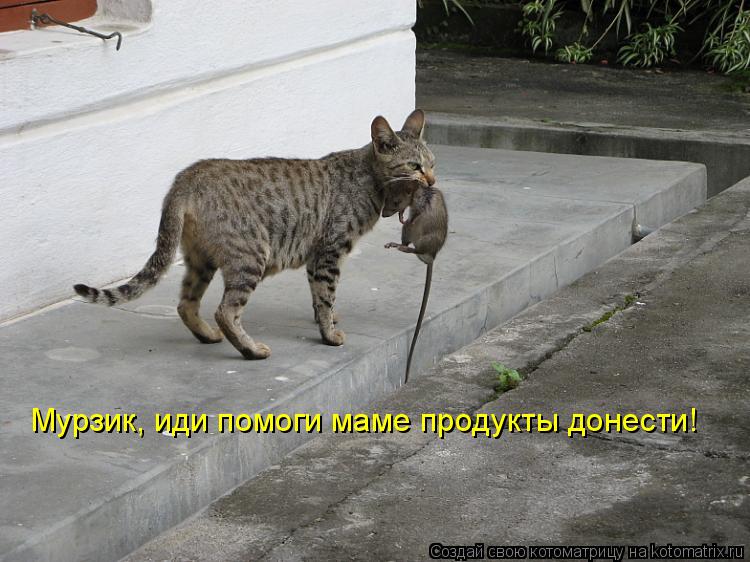 Мурзик, иди помоги маме продукты донести!... Котоматрица: Мурзик, иди помоги маме продукты донести!