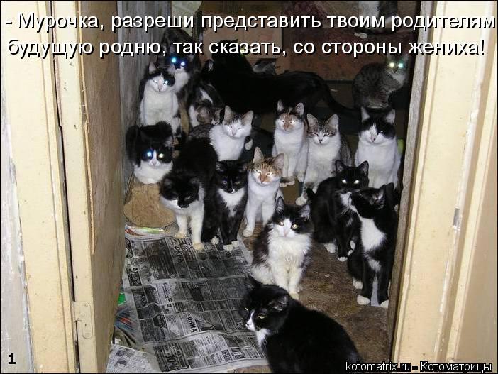 - Мурочка, разреши представить твоим родителям будущую родню, так сказать, со стороны жениха!... Котоматрица: - Мурочка, разреши представить твоим родителям будущую родню, так сказать, со стороны жениха!