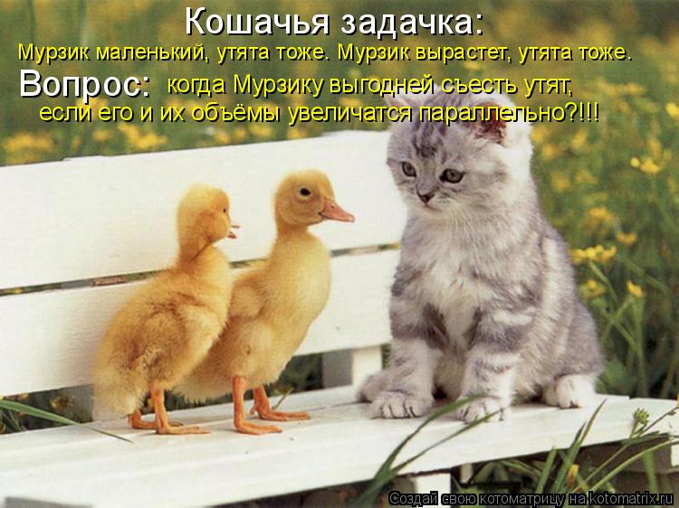 Кошачья задачка: Мурзик маленький, утята тоже. Мурзик вырастет, утята тоже. Вопрос: когда Мурзику выг... Котоматрица: Кошачья задачка: Мурзик маленький, утята тоже. Мурзик вырастет, утята тоже. Вопрос: когда Мурзику выгодней съесть утят, если его и их объёмы