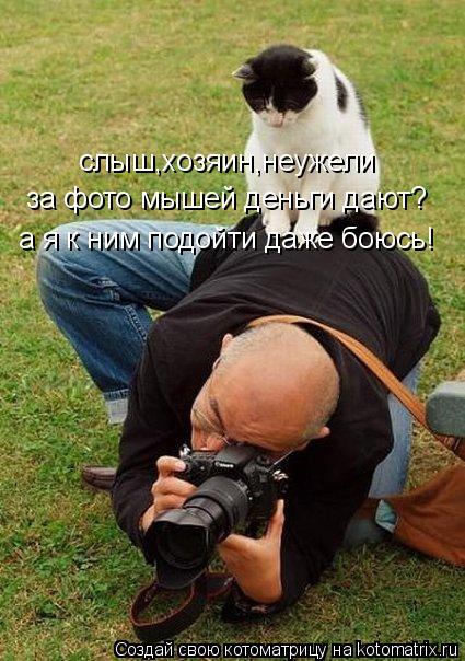 слыш,хозяин,неужели за фото мышей деньги дают? а я к ним подойти даже боюсь!... Котоматрица: слыш,хозяин,неужели за фото мышей деньги дают? а я к ним подойти даже боюсь!