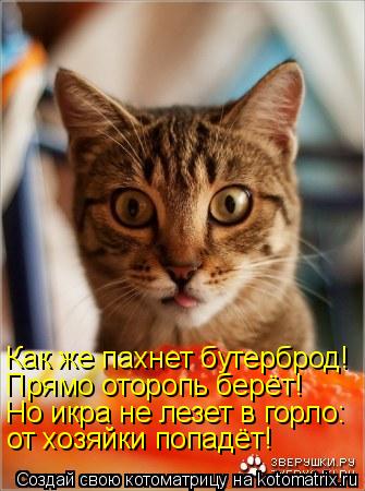 Как же пахнет бутерброд! Прямо оторопь берёт! Но икра не лезет в горло: от хозяйки попадёт!... Котоматрица: Как же пахнет бутерброд! Прямо оторопь берёт! Но икра не лезет в горло: от хозяйки попадёт!