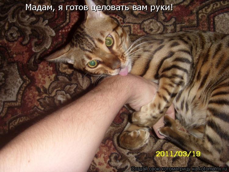 Мадам, я готов целовать вам руки!... Котоматрица: Мадам, я готов целовать вам руки!