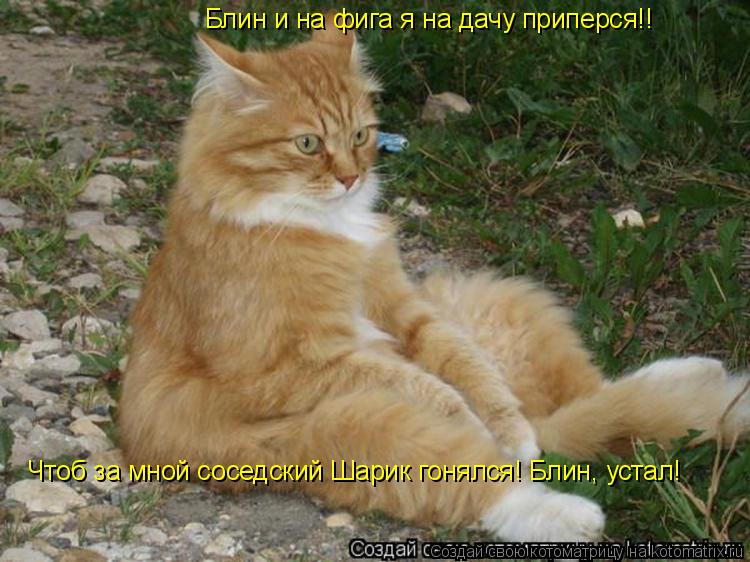 Блин и на фига я на дачу приперся!! Чтоб за мной соседский Шарик гонялся! Блин, устал!... Котоматрица: Блин и на фига я на дачу приперся!! Чтоб за мной соседский Шарик гонялся! Блин, устал!
