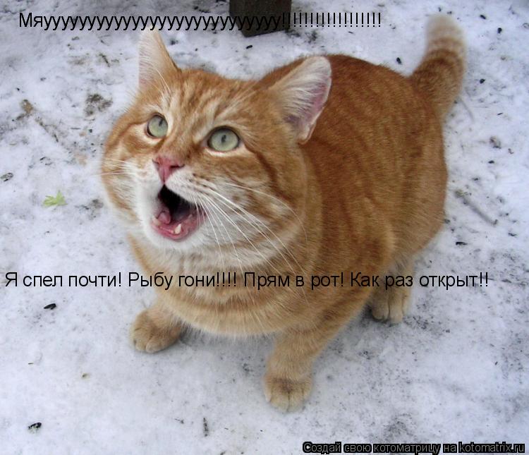 Мяууууууууууууууууууууууууууу!!!!!!!!!!!!!!!!!! Мяууууууууууууууууууууууууууу!!!!!!!!!!!!!!!!!! Я спе... Котоматрица: Мяууууууууууууууууууууууууууу!!!!!!!!!!!!!!!!!! Мяууууууууууууууууууууууууууу!!!!!!!!!!!!!!!!!! Я спел почти! Рыбу гони!!!! Прям в рот! Как раз открыт