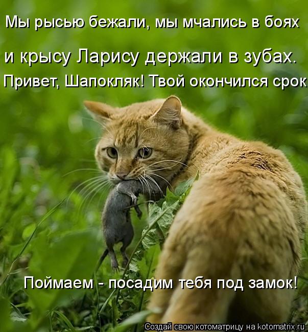 и крысу Ларису держали в зубах. Привет, Шапокляк! Твой окончился срок! Поймаем - посадим тебя под зам... Котоматрица: и крысу Ларису держали в зубах. Привет, Шапокляк! Твой окончился срок! Поймаем - посадим тебя под замок! Мы рысью бежали, мы мчались в боях