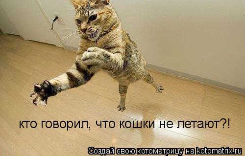 кто говорил, что кошки не летают?!... Котоматрица: кто говорил, что кошки не летают?!