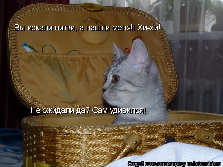 Вы искали нитки, а нашли меня!! Хи-хи! Не ожидали да? Сам удивился!... Котоматрица: Вы искали нитки, а нашли меня!! Хи-хи! Не ожидали да? Сам удивился!
