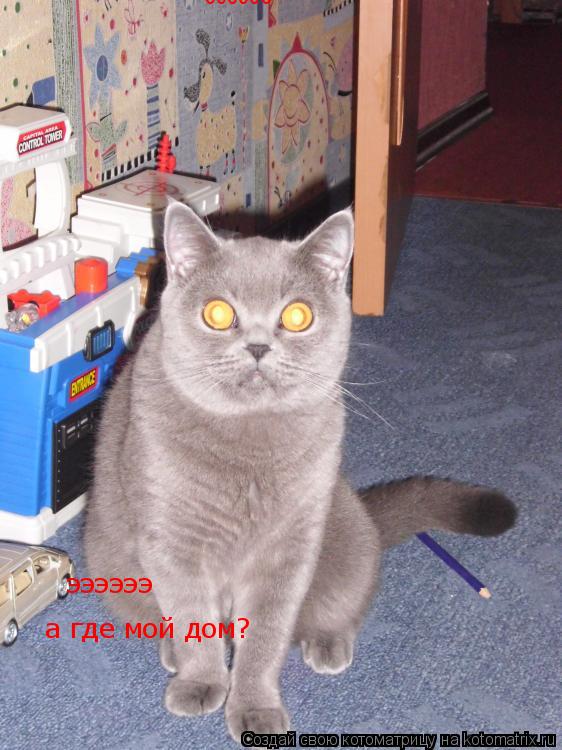 ээээээ ээээээ а где мой дом?... Котоматрица: ээээээ ээээээ а где мой дом?