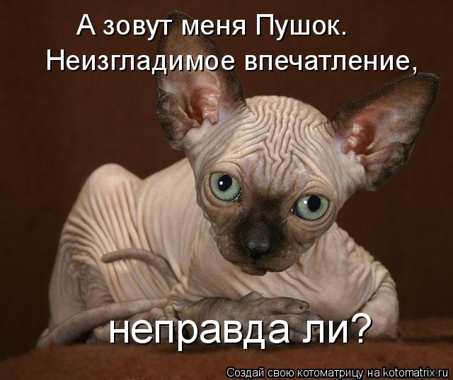А зовут меня Пушок. Неизгладимое впечатление, неправда ли?... Котоматрица: А зовут меня Пушок. Неизгладимое впечатление, неправда ли?