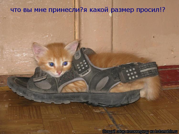 что вы мне принесли?я какой размер просил!?... Котоматрица: что вы мне принесли?я какой размер просил!?