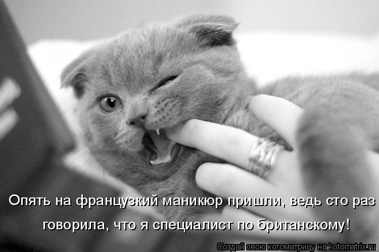 Опять на французкий маникюр пришли, ведь сто раз говорила, что я специалист по британскому!... Котоматрица: Опять на французкий маникюр пришли, ведь сто раз говорила, что я специалист по британскому!