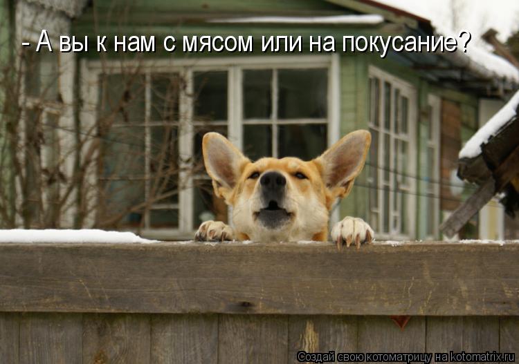 - А вы к нам с мясом или на покусание?... Котоматрица: - А вы к нам с мясом или на покусание?