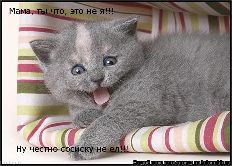 Мама, ты что, это не я!!! Ну честно сосиску не ел!!!... Котоматрица: Мама, ты что, это не я!!! Ну честно сосиску не ел!!!