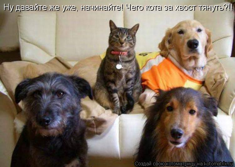 Ну давайте же уже, начинайте! Чего кота за хвост тянуть?!!... Котоматрица: Ну давайте же уже, начинайте! Чего кота за хвост тянуть?!!