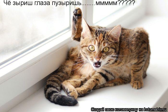 Чё зыриш глаза пузыришь........ммммм?????... Котоматрица: Чё зыриш глаза пузыришь........ммммм?????