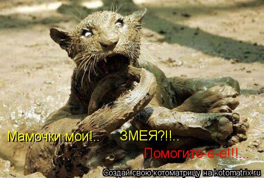 Мамочки мои!.. ЗМЕЯ?!!.. Помогите-е-е!!!...... Котоматрица: Мамочки мои!.. ЗМЕЯ?!!.. Помогите-е-е!!!...
