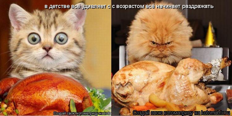 в детстве всё удивляет с с возрастом всё начинает раздражать... Котоматрица: в детстве всё удивляет с с возрастом всё начинает раздражать