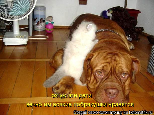 ох уж эти дети вечно им всякие побрякушки нравятся... Котоматрица: ох уж эти дети вечно им всякие побрякушки нравятся