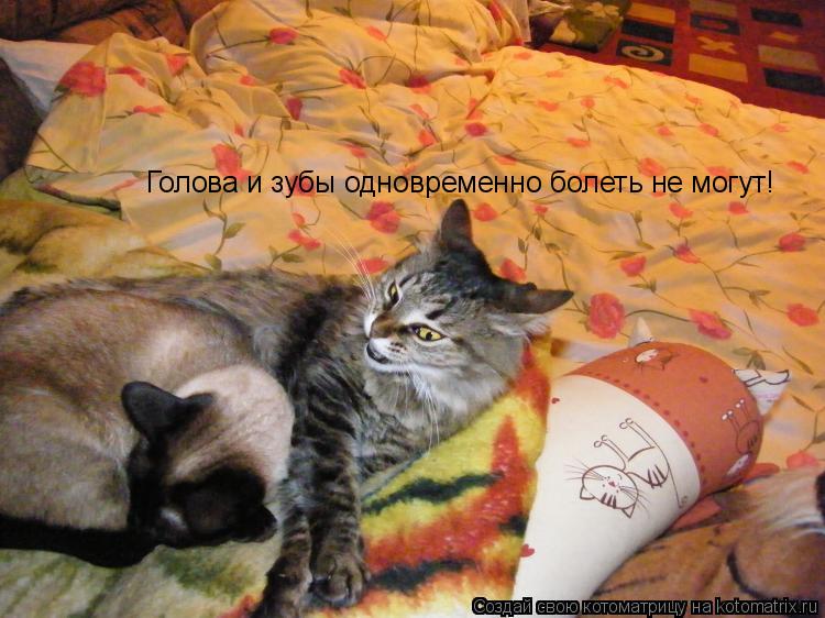 Голова и зубы одновременно болеть не могут!... Котоматрица: Голова и зубы одновременно болеть не могут!