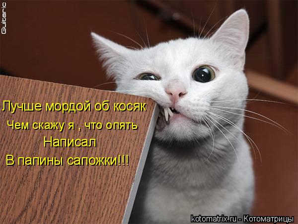 Лучше мордой об косяк Чем скажу я , что опять Написал В папины сапожки!!!... Котоматрица: Лучше мордой об косяк Чем скажу я , что опять Написал В папины сапожки!!!