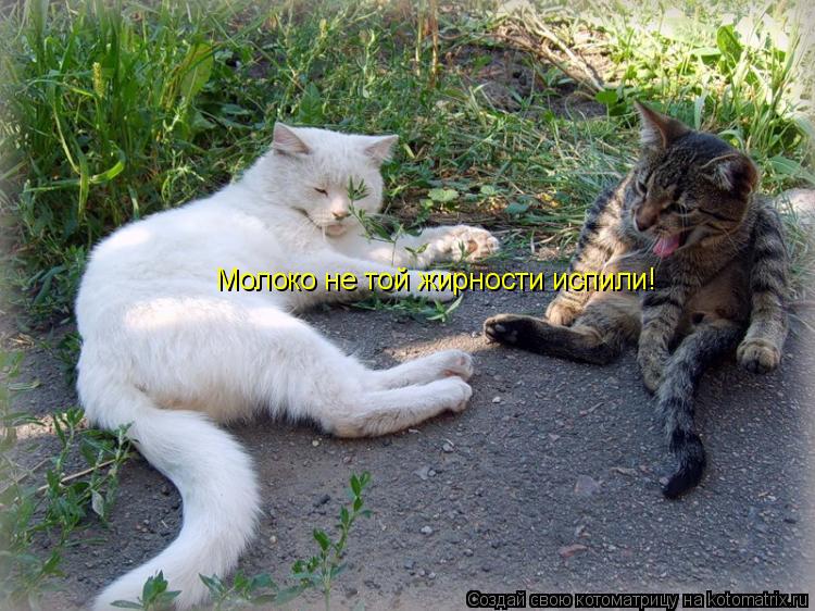 Молоко не той жирности испили!... Котоматрица: Молоко не той жирности испили!