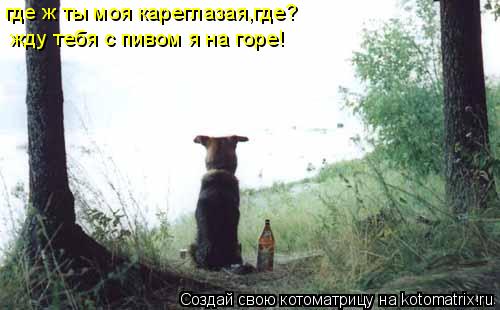 где ж ты моя кареглазая,где? жду тебя с пивом я на горе!... Котоматрица: где ж ты моя кареглазая,где? жду тебя с пивом я на горе!